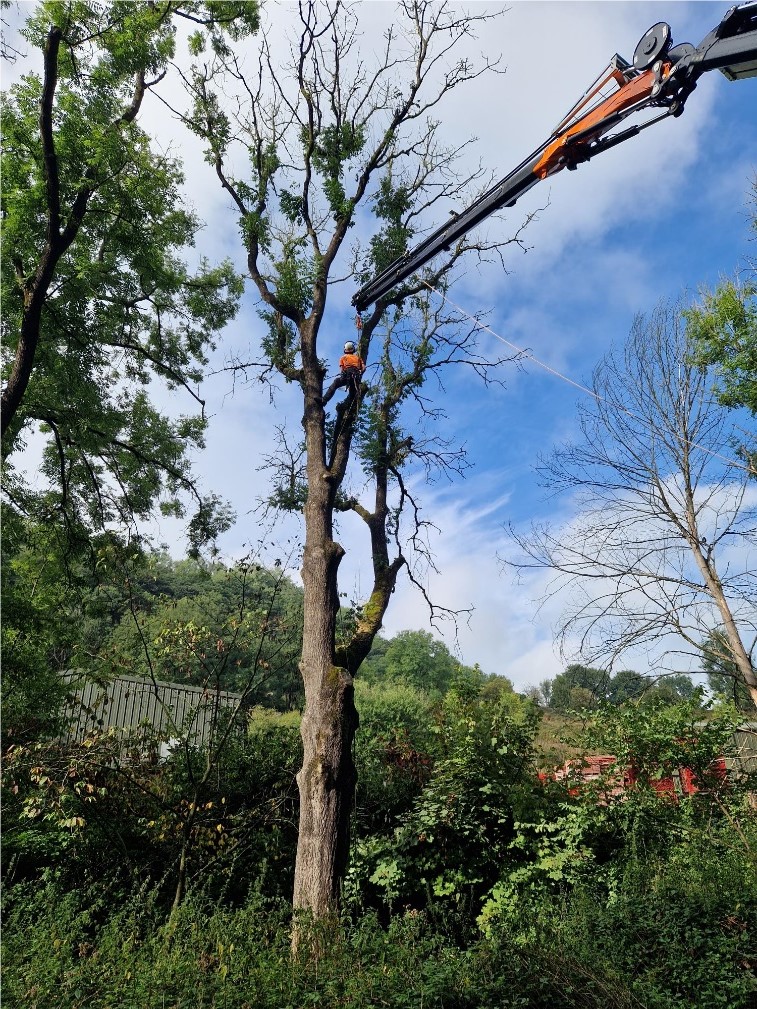 Ash Dieback Highways Safety Clearance Thompson Tree Services